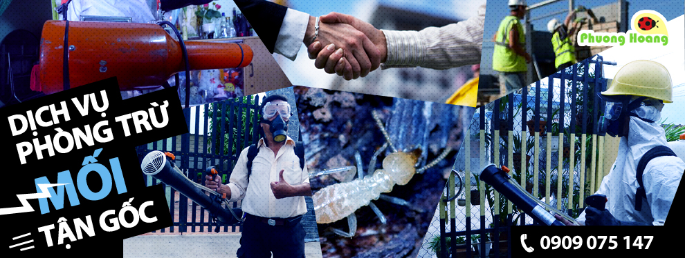 Dịch vụ diệt mối tại nhà, công ty hoặc kho bãi