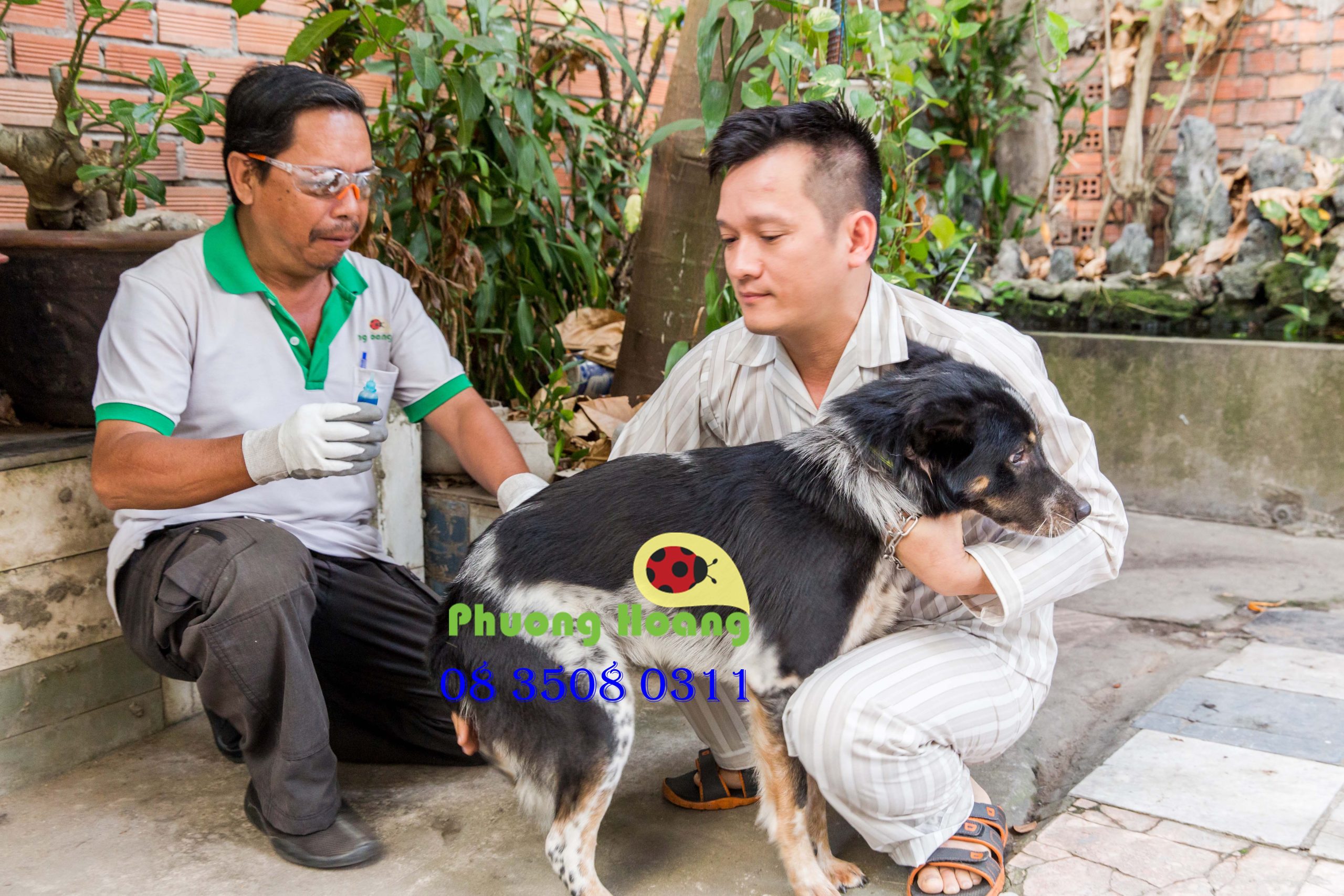 Diệt ve chó hiệu quả