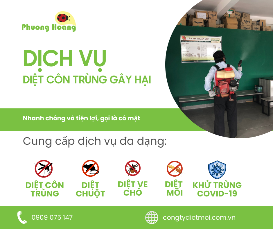 Diệt mối bằng hộp nhử mối