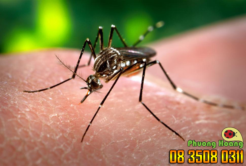 Các bệnh do muỗi truyền có thể gây tử vong cao gồm sốt xuất huyết, sốt rét, sốt vàng da...