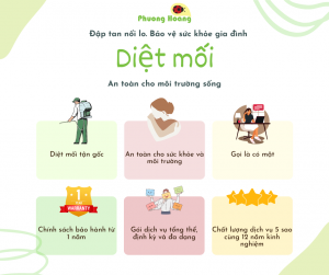 Dịch vụ diệt mối tận gốc