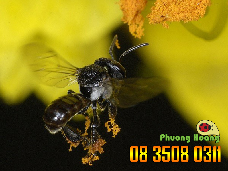  Loài ong thuộc chi Trigona tuy không có nọc, nhưng có bộ hàm sắc và rất khỏe