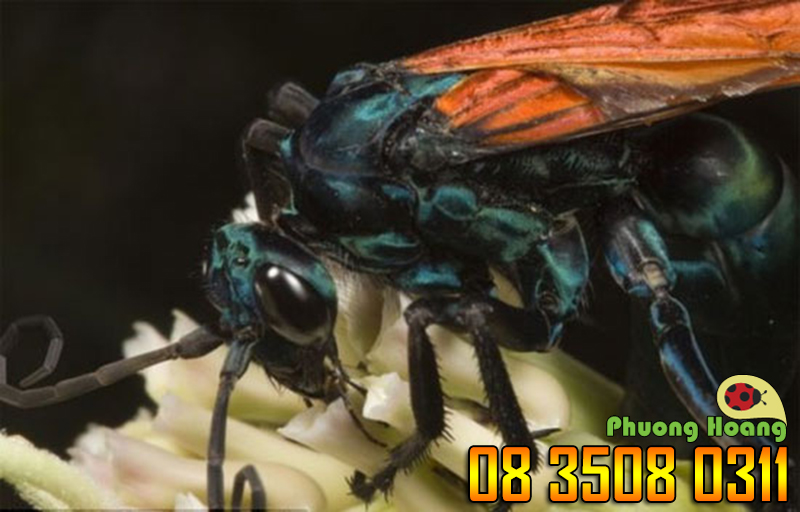 Thiên địch của loài nhện Tarantula (Tarantula hawk) - Mức độ 4 (dù chỉ kéo dài 3 phút nhưng cực kỳ đau đớn).