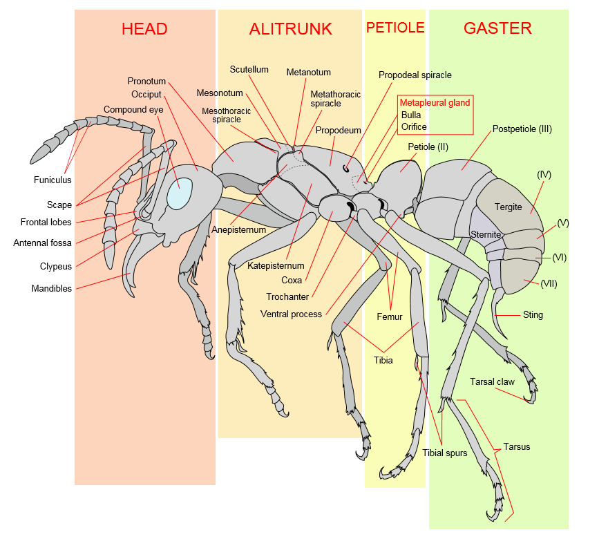 Các phần trên cơ thể loài kiến