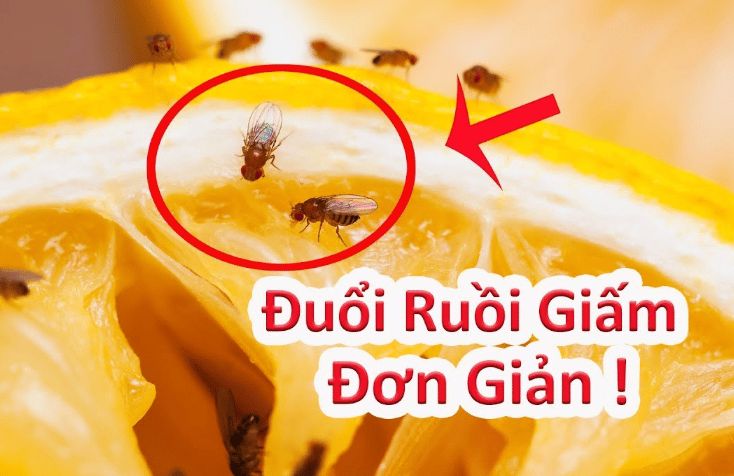 cách diệt ruồi giấm tại nhà