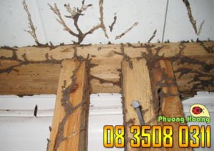 Termites Damaged Wood.