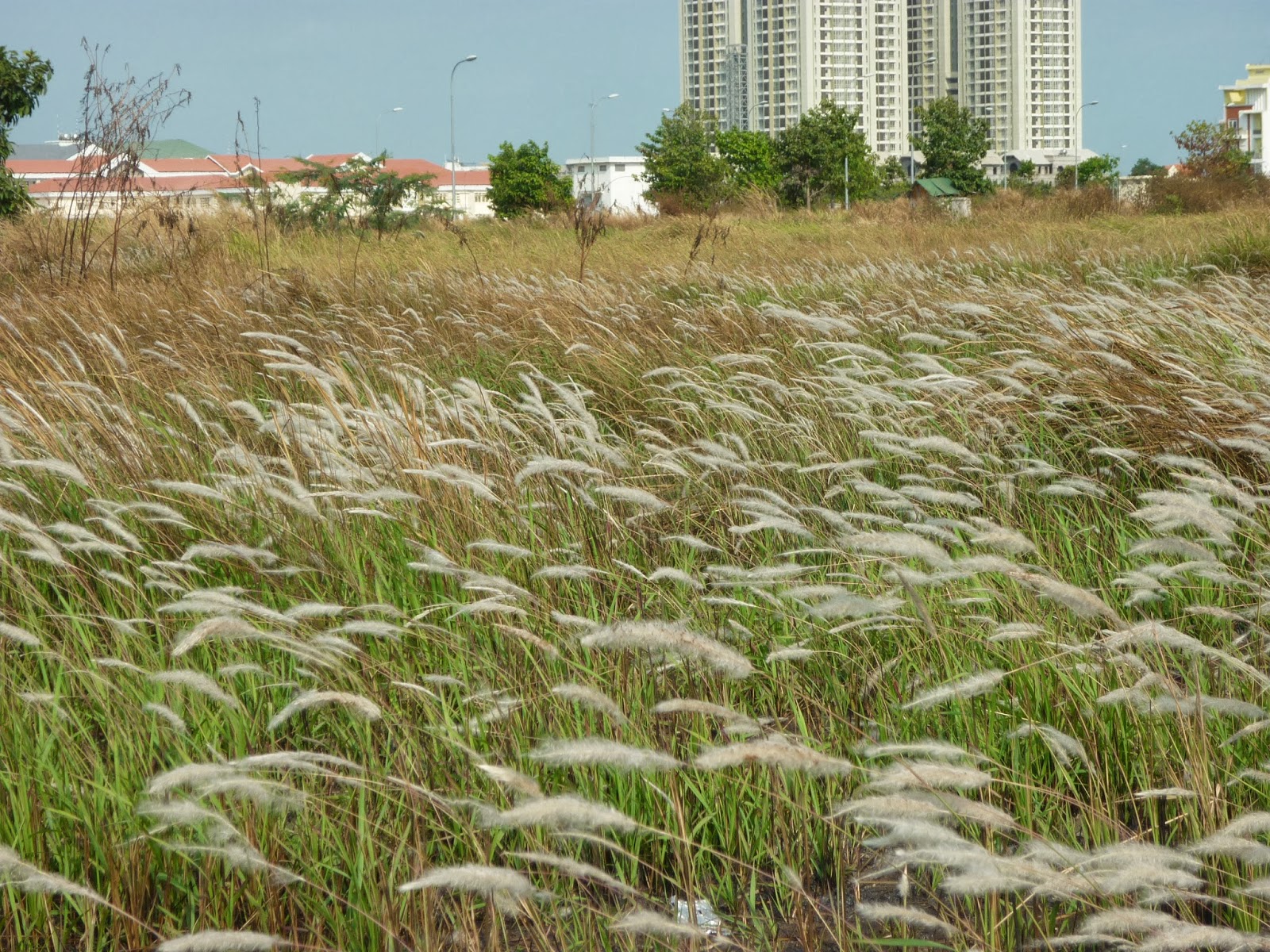 Đồng cỏ lau Quận 7