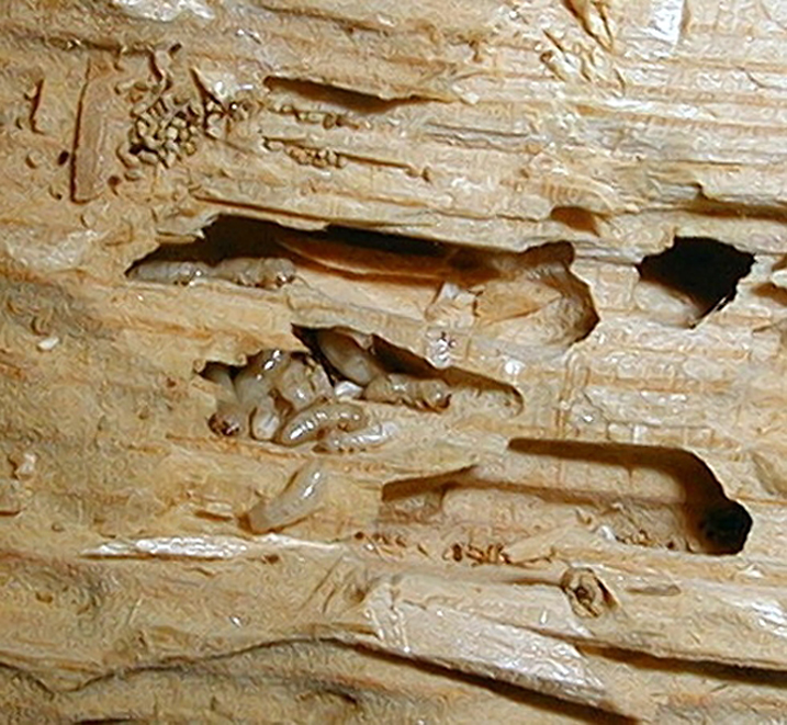 Mối gỗ khô xuất hiện rất nhiều tại Quận 3
