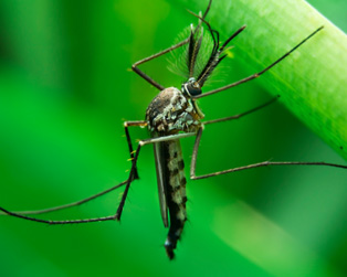 Apply insecticide to area vegetation adult mosquitoes use for sheltering