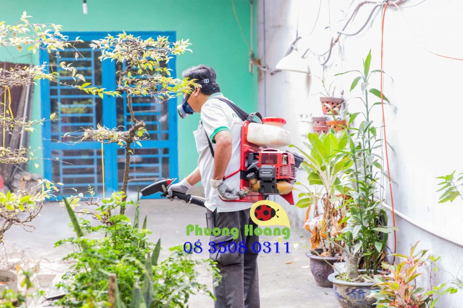 phuonghoang_01 phượng hoàng diệt mối tại nhà