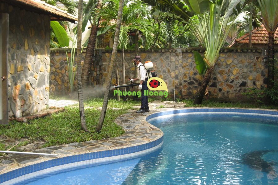 phuonghoang_04 phượng hoàng diệt muỗi tại nhà